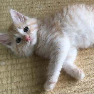 ☆募集一時停止　クリーム色女子　まりのちゃん☆