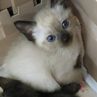 募集一時停止シャムＭＩＸ女の子★ラキちゃん