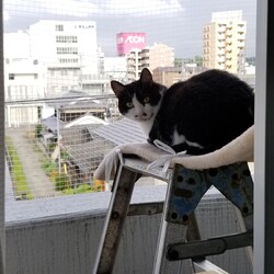 ネコは猫らしく