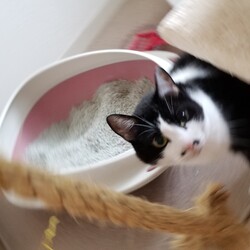 「ネコは猫らしく」サムネイル2