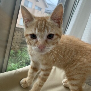 元気な茶トラ♂子猫　ヒト大好き❤