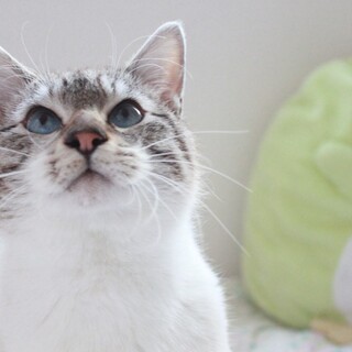 【一時募集停止】癒し系大人猫『ジャム』くん