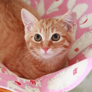 【募集一時停止】慎重派のレディ『ぴるくる』ちゃん♫