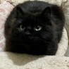 黒長毛　穏やかで控えめに甘えてくる女のコ サムネイル2