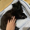 黒長毛　穏やかで控えめに甘えてくる女のコ サムネイル3