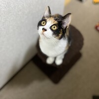 シェリ