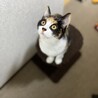 シェリ
