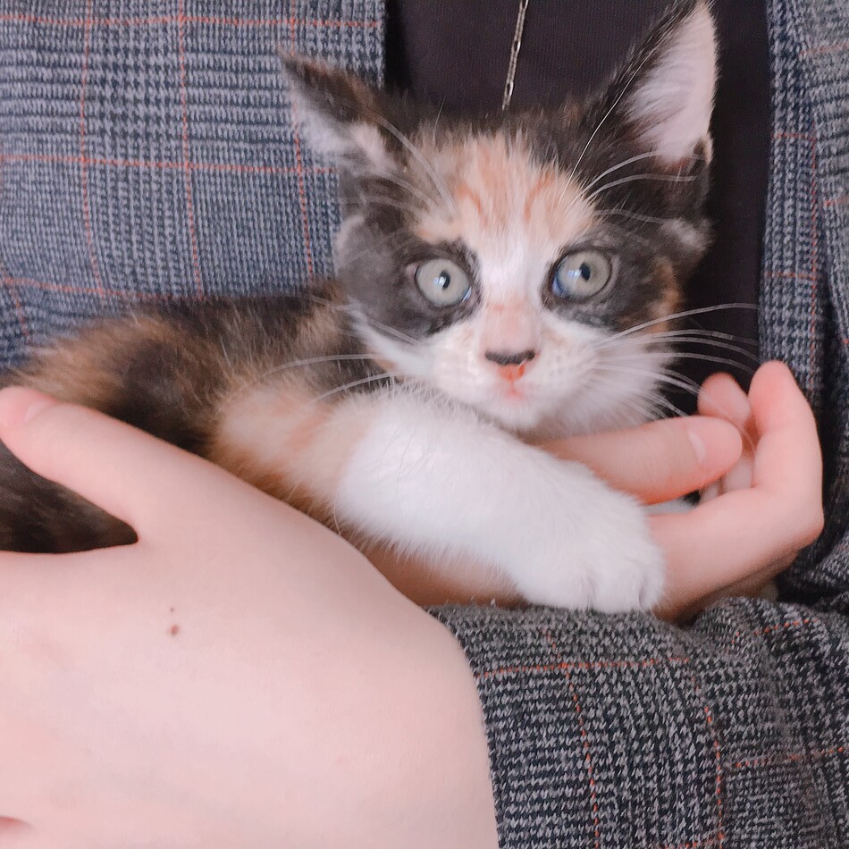 シェリのカバー写真