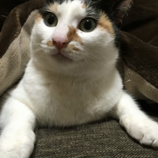 ７歳の三毛猫です。