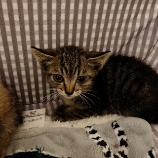 短毛と中毛〜長毛の2匹のキジトラ兄弟です☀︎♂