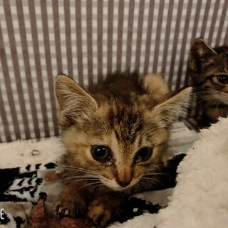 短毛と中毛〜長毛の2匹のキジトラ兄弟です！♀
