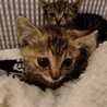 短毛と中毛〜長毛の2匹のキジトラ兄弟です！♀ サムネイル2