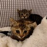 短毛と中毛〜長毛の2匹のキジトラ兄弟です！♀ サムネイル4