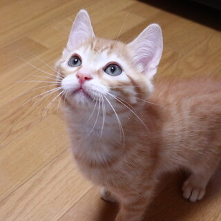 イケメン甘えん坊のすけ
