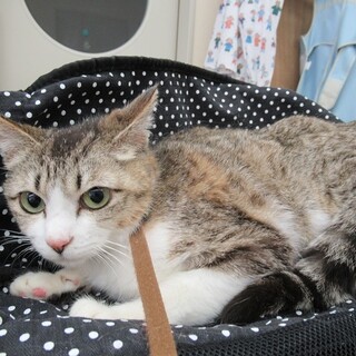 センター収容中　ひかりちゃん