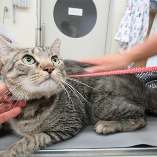 センター収容中　とうま君