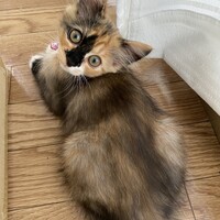 めい