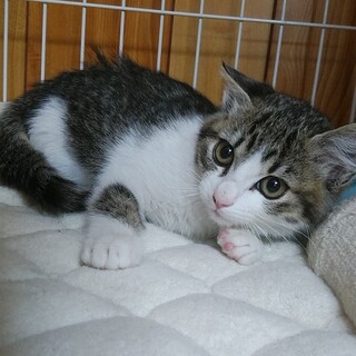 約3か月の元気な仲良し兄妹べっちゃん♀