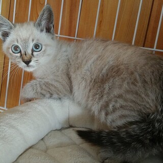 約3か月の元気な仲良し兄妹ふう君♂