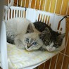 約3か月の元気な仲良し兄妹ふう君♂ サムネイル6