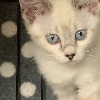 六本松の高校の校内からの保護