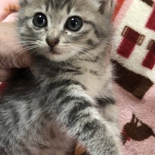 超♡超美人のサバトラちゃん！推定一ヶ月半