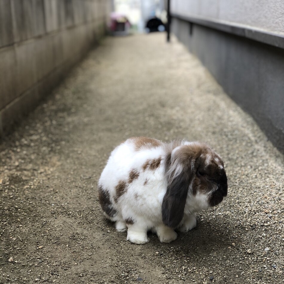 ゆたのカバー写真
