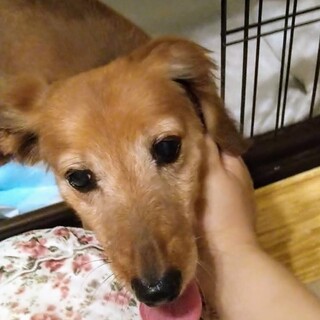 おっとり甘えん坊おじいちゃん