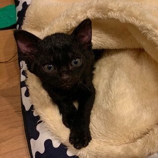 宇宙から来た真っ黒子猫ロロロ