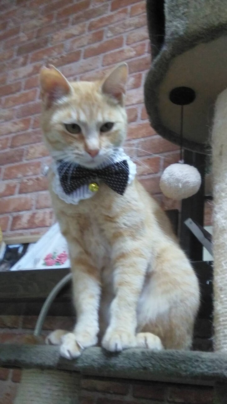 珍しい茶トラのメス スリ 愛知県 猫の里親募集 ペットのおうち 月間利用者150万人