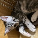 生後約2ヶ月半の子猫