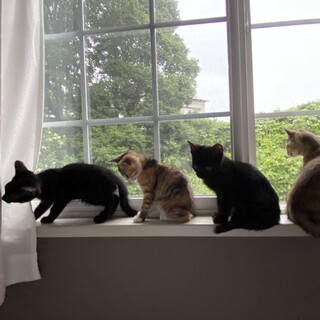 【応募者多数により新規の応募を締め切ります】