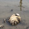 おにぎり太郎