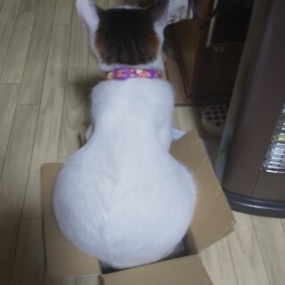 野良猫ちゃんの子猫、くろあめちゃん