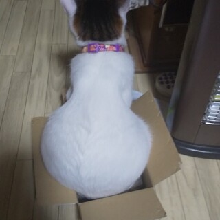 野良猫ちゃんの子猫