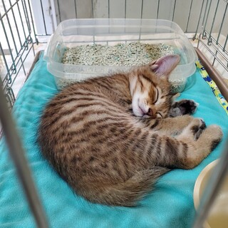 天使の寝顔の小さな子猫