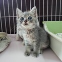 可愛そうな親子を温かいお家に迎えてください