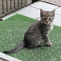 キジトラひかえめな性格　約３か月
