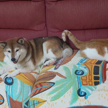 お気に入りのソファーに全員集合！