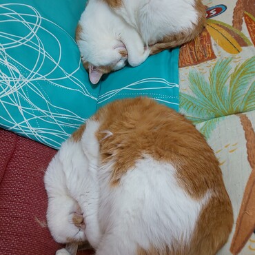 マルとマル。。