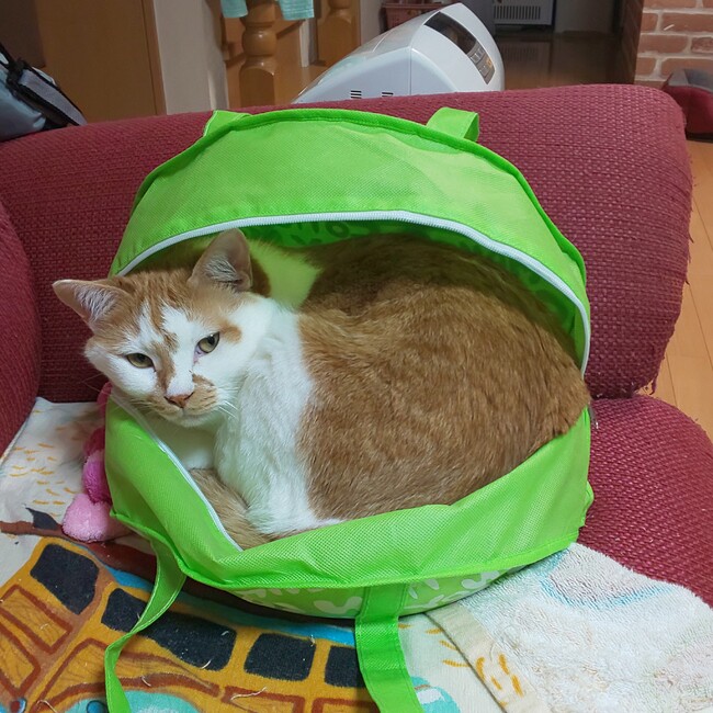 goodspeedのカバー写真