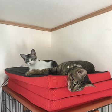 時間差で保護した兄弟猫