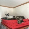 時間差で保護した兄弟猫