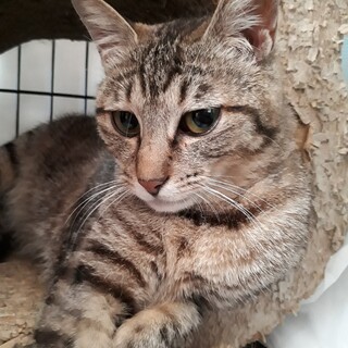 人が大好き甘えん坊チェリー☆キジトラ♀