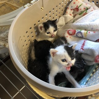 １ヶ月くらい？？の子猫 ４兄妹