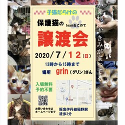 子猫の譲渡会