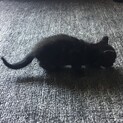 黒子猫里親募集中です　残り2匹です