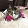 シキ@