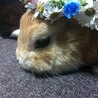 おやゆびひめ。