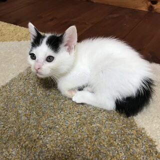 4兄弟の保護猫ちゃん♪